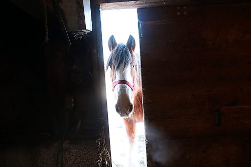 02022022
A Clydesdale horse waits patiently to be let into the stable for the night at Randy Delgaty's farm north of Minnedosa on Wednesday. Delgaty has been farming for almost 69 years. (Tim Smith/The Brandon Sun)