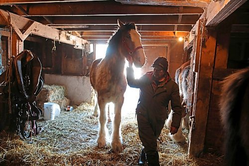 02022022
Farmer Randy Delgaty guides his Clydesdale horses into the stable for the night at his farm north of Minnedosa on a cold Wednesday. Delgaty has been farming for almost 69 years. (Tim Smith/The Brandon Sun)