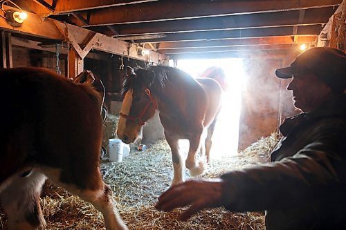 02022022
Farmer Randy Delgaty guides his Clydesdale horses into the stable for the night at his farm north of Minnedosa on a cold Wednesday. Delgaty has been farming for almost 69 years. (Tim Smith/The Brandon Sun)