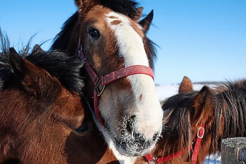 02022022
Clydesdale horses mingle at the water trough at Randy Delgaty's farm north of Minnedosa on a cold Wednesday. Delgaty has been farming for almost 69 years. (Tim Smith/The Brandon Sun)