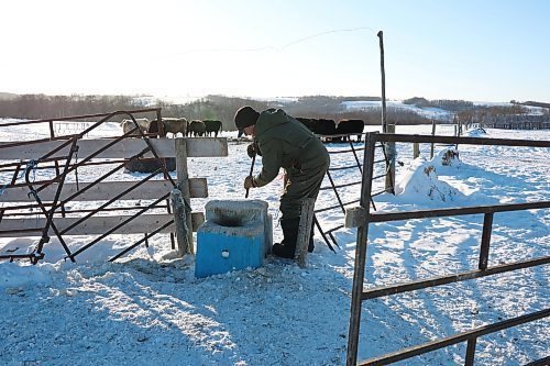 02022022
Farmer Randy Delgaty chips ice out of the water trough for his horses and cattle at his farm north of Minnedosa on a cold Wednesday. Delgaty has been farming for almost 69 years. (Tim Smith/The Brandon Sun)