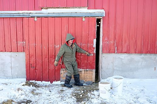 02022022
Farmer Randy Delgaty opens the door to the stables to bring his Clydesdale horses in for the night at his farm north of Minnedosa on a cold Wednesday. Delgaty has been farming for almost 69 years. (Tim Smith/The Brandon Sun)