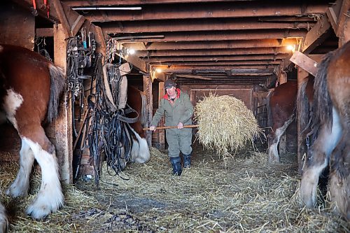 02022022
Farmer Randy Delgaty puts out straw for his Clydesdale horses after bringing them into the stable for the night at his farm north of Minnedosa on a cold Wednesday. Delgaty has been farming for almost 69 years. (Tim Smith/The Brandon Sun)