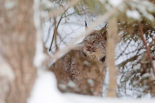 03022022
A lynx peers out from the forest along PTH 19 in Riding Mountain National Park on a cold Thursday. Lynx are built for tough winters with large paws to help keep them above the snow. Their populations rise and fall with that of snowshoe hares, an important food source for lynx. 
(Tim Smith/The Brandon Sun)