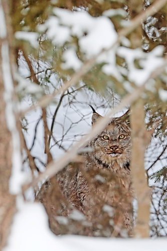 03022022
A lynx peers out from the forest along PTH 19 in Riding Mountain National Park on a cold Thursday. Lynx are built for tough winters with large paws to help keep them above the snow. Their populations rise and fall with that of snowshoe hares, an important food source for lynx. 
(Tim Smith/The Brandon Sun)