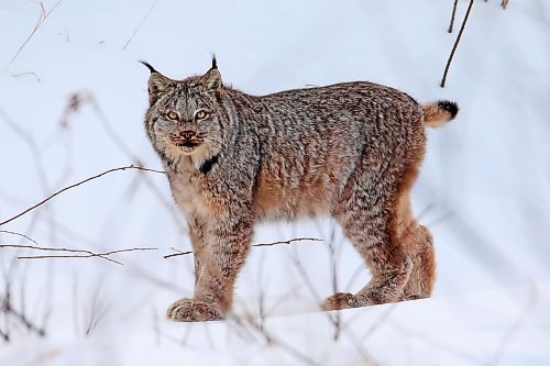 03022022
A lynx walks through deep snow in a clearing along Swanson Creek in Riding Mountain National Park on a cold Thursday. Lynx are built for tough winters with large paws to help keep them above the snow. Their populations rise and fall with that of snowshoe hares, an important food source for lynx. 
(Tim Smith/The Brandon Sun)