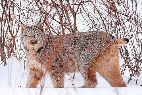 03022022
A lynx walks through a clearing along Swanson Creek in Riding Mountain National Park on a cold Thursday. Lynx are built for tough winters with large paws to help keep them above the snow. Their populations rise and fall with that of snowshoe hares, an important food source for lynx. 
(Tim Smith/The Brandon Sun)