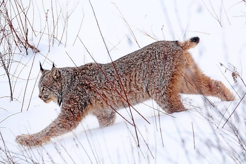 03022022
A lynx walks through deep snow in a clearing along Swanson Creek in Riding Mountain National Park on a cold Thursday. Lynx are built for tough winters with large paws to help keep them above the snow. Their populations rise and fall with that of snowshoe hares, an important food source for lynx. 
(Tim Smith/The Brandon Sun)