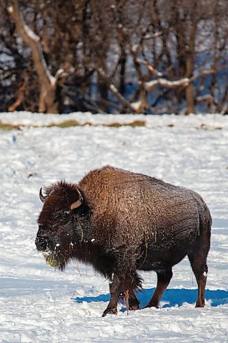 A bison walks through its enclosure in Minnedosa Saturday, Jan.1. (Chelsea Kemp/The Brandon Sun)