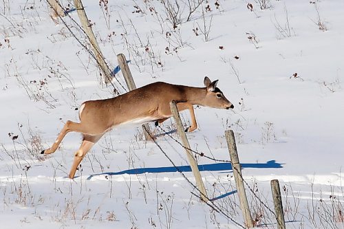 07022021
A white-tailed deer leaps a barbwire fence while out foraging west of Brandon on a mild Monday. (Tim Smith/The Brandon Sun)