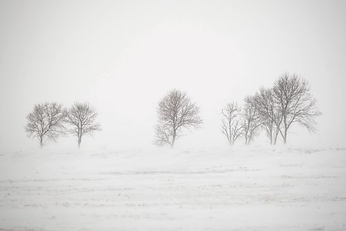 MIKE DEAL / WINNIPEG FREE PRESS
A stand of trees in a field south of Winnipeg enduring the seemingly unrelenting blowing snow that has also hampered many motorists  Wednesday.
220209 - Wednesday, February 09, 2022.