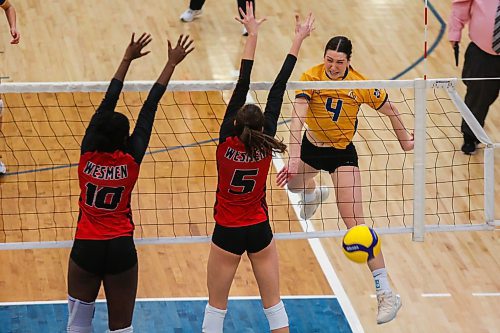 Brandon University Bobcats Rayvn Wiebe spikes past University of Winnipeg Wesmen Kelysian Warmington, left, and Selva Planincic in a Canada West women&#x573; volleyball game at the Healthy Living Centre Saturday. (Chelsea Kemp/The Brandon Sun)