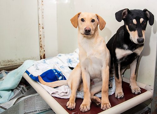 Mushu and Mulan sit on their bed at the Brandon Humane Society Thursday. (Chelsea Kemp/The Brandon Sun)