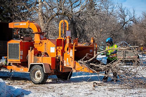 TIMBER!: Seven Gontree Tree Service workers remove 15 trees along Grand Valley Road Wednesday. The crew will be removing 15 trees along the stretch of the highway to improve the sight line in the area. (Chelsea Kemp/The Brandon Sun)