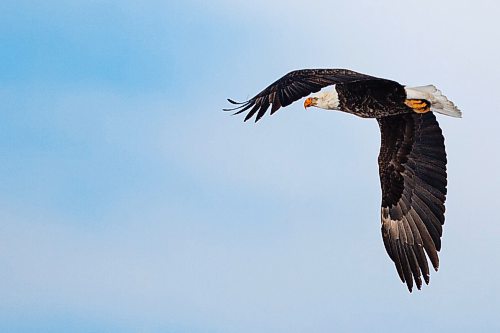 A bald eagles glides over Highway 10 on Tuesday, Feb. 9. (Chelsea Kemp/The Brandon Sun)