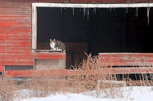 14022021
A cat sits in the window of an old barn on Grand Valley Road on a cold Monday. (Tim Smith/The Brandon Sun)