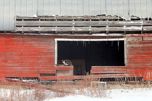 14022021
A cat sits in the window of an old barn on Grand Valley Road on a cold Monday. (Tim Smith/The Brandon Sun)