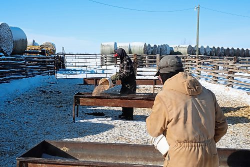 16022022
Ken Cook and John Gillan feed Gillan's Simmental cattle at his farm north of Clanwilliam on Wednesday. Gillan says he has farmed all his life including 21 years here in Manitoba, after moving from Northern Ireland. Gillan's cattle began calving in mid January. (Tim Smith/The Brandon Sun)