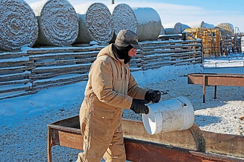 16022022
John Gillan feeds his Simmental cattle at his farm north of Clanwilliam on Wednesday. Gillan says he has farmed all his life including 21 years here in Manitoba, after moving from Northern Ireland. Gillan's cattle began calving in mid January. (Tim Smith/The Brandon Sun)