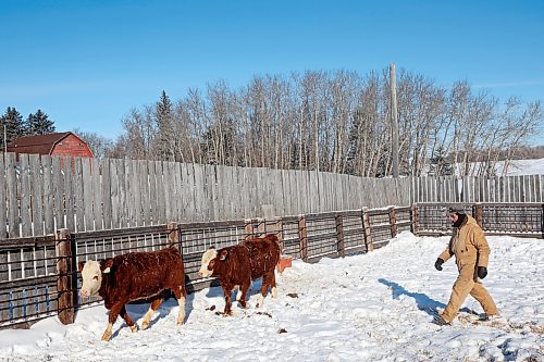 16022022
John Gillan moves his Simmental cattle to waiting feed at his farm north of Clanwilliam on Wednesday. Gillan says he has farmed all his life including 21 years here in Manitoba, after moving from Northern Ireland. Gillan's cattle began calving in mid January. (Tim Smith/The Brandon Sun)