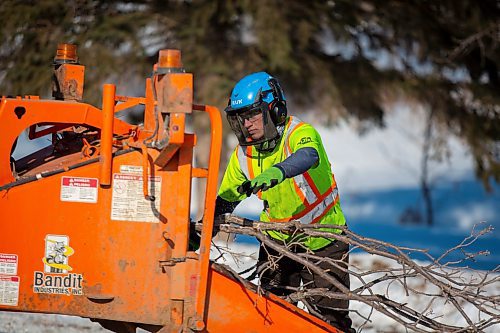 TIMBER!: Seven Gontree Tree Service workers remove 15 trees along Grand Valley Road Wednesday. The crew will be removing 15 trees along the stretch of the highway to improve the sight line in the area. (Chelsea Kemp/The Brandon Sun)