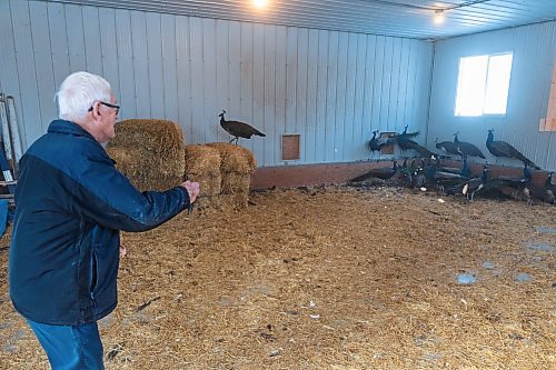 Jim Ludlam checks on the Souris peacock barn in Victoria Park Saturday. Ludlam has been volunteering to look after the birds for about 35 years and currently looks after about 25 peacocks. Souris will be getting a new batch of birds sometime in late-March or early-April. (Chelsea Kemp/The Brandon Sun)