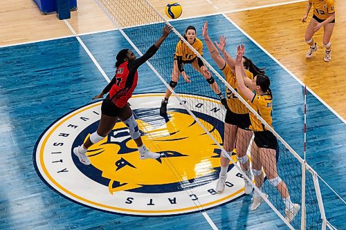 Brandon University Bobcats Keely Anderson, left, Kaoane Loch and Ravyn Wiebe protect the net from University of Winnipeg Wesmen Hannah Schrader in a Canada West women&#x573; volleyball game at the Healthy Living Centre Saturday. (Chelsea Kemp/The Brandon Sun)