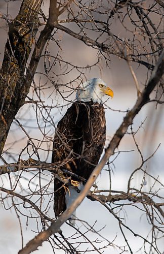 A Bald Eagle sits perched by the Assiniboine River Wednesday, Feb. 9. (Chelsea Kemp/The Brandon Sun)