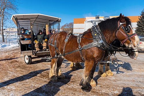 Ken Lodge takes visitors on a sleigh ride during Winter Fest at the Sportsplex Saturday. (Chelsea Kemp/The Brandon Sun)