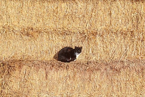 22022022
A cat sits in the sunlight among a stack of bales at Quintaine &amp; Sons Livestock on a cold Tuesday morning. 
(Tim Smith/The Brandon Sun)