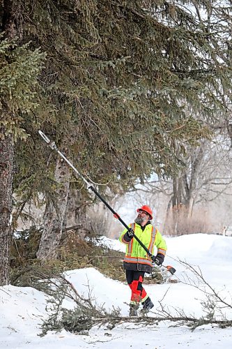 08032022
Henry Williamson, a tradesperson with the City of Brandon, prunes low hanging branches on trees at the Brandon Cemetery on a mild Tuesday. 
(Tim Smith/The Brandon Sun)