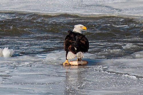 ICE FISHING: A bald eagle fishes for his lunch on the Assiniboine River Wednesday. Chelsea Kemp/Brandon Sun