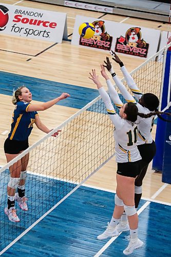 Brandon University Bobcats Nicole Ashauer takes on the University of Regina Cougars Claire Sheppard, left, and Nya Chiek in a Canada West women&#x573; volleyball game at the Healthy Living Centre Saturday. (Chelsea Kemp/The Brandon Sun)