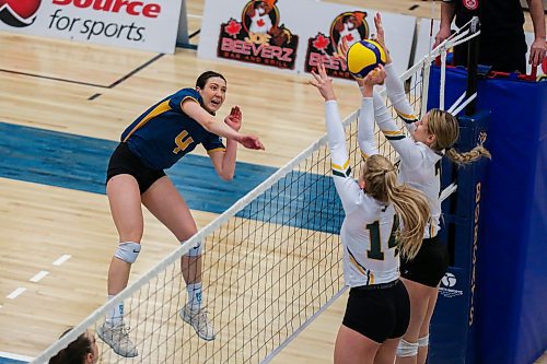 Brandon University Bobcats Rayvn Wiebe takes on the University of Regina Cougars Devyn Grimsrud, left, Nya Chiek and Claire Sheppard in a Canada West women&#x573; volleyball game at the Healthy Living Centre Saturday. (Chelsea Kemp/The Brandon Sun)