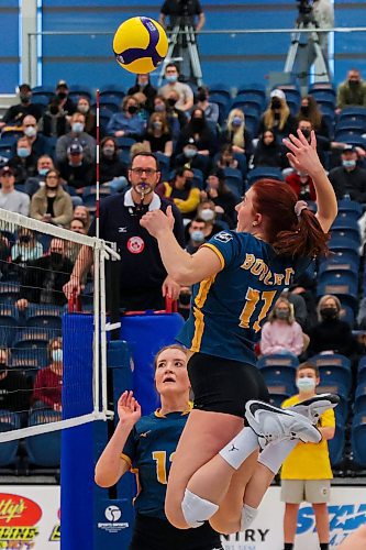 Brandon University Bobcats Danielle Dardis takes on the University of Regina Cougars in a Canada West women&#x573; volleyball game at the Healthy Living Centre Saturday. (Chelsea Kemp/The Brandon Sun)