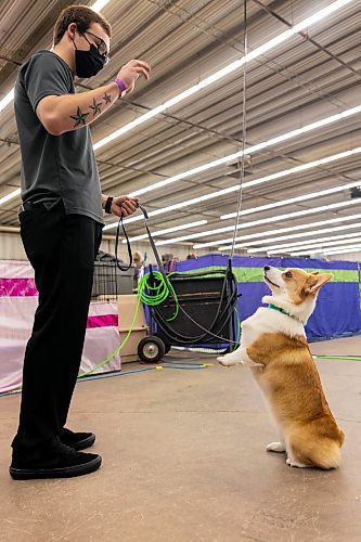 Evan Roy and his Corgi Cara, from Portage la Prairie, practice for the Crocus Obedience and Kennel Club Dog Show at the Keystone Centre Saturday. (Chelsea Kemp/The Brandon Sun)
