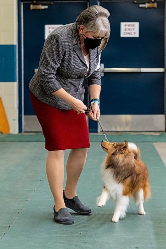 Trina Neil shows her shelties at the Crocus Obedience and Kennel Club Dog Show at the Keystone Centre Saturday. (Chelsea Kemp/The Brandon Sun)