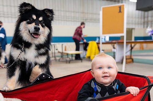 Tulsa checks on Leander Dick at the Crocus Obedience and Kennel Club Dog Show at the Keystone Centre Saturday. (Chelsea Kemp/The Brandon Sun)