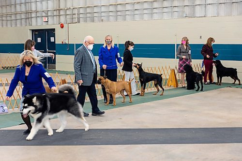 Competitors cross the Crocus Obedience and Kennel Club Dog Show floor at the Keystone Centre Saturday. (Chelsea Kemp/The Brandon Sun)