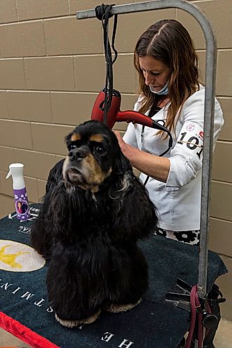 Albertan Madison Bernardin preps Tony Robbins for the Crocus Obedience and Kennel Club Dog Show at the Keystone Centre Saturday. (Chelsea Kemp/The Brandon Sun)