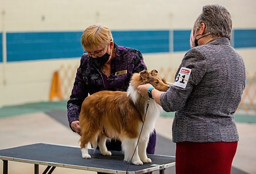 Canadian Kennel Club Judge examines Trina Neil&#x573;, from Saskatoon, sheltie at the Crocus Obedience and Kennel Club Dog Show at the Keystone Centre Saturday. (Chelsea Kemp/The Brandon Sun)
