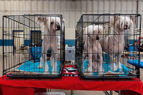 Chinese Crested dogs Buddy, Zena and River wait on the Crocus Obedience and Kennel Club Dog Show floor at the Keystone Centre Saturday. (Chelsea Kemp/The Brandon Sun)