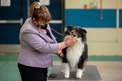 Michele Rogowski, from Headingley, places her dog Joey on the judges table at the Crocus Obedience and Kennel Club Dog Show at the Keystone Centre Saturday. (Chelsea Kemp/The Brandon Sun)