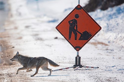 A coyote passes by a construction site Thursday. (Chelsea Kemp/The Brandon Sun)