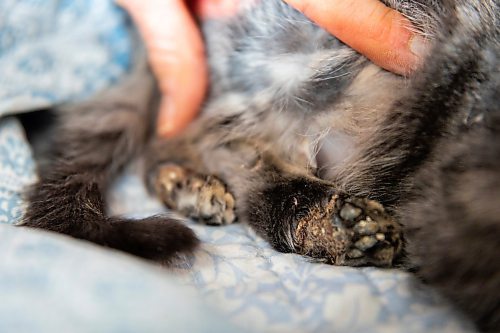 One of the Brandon Humane Society&#x573; newest residents six-month-old Storie may lose her back legs due to frostbite from exposure outside. (Chelsea Kemp/The Brandon Sun)