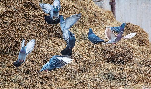 Pigeons scatter from a pile of broken straw bales after being spooked by a passing truck at the Heartland Livestock Services building, as seen from a vantage point along 14th Street North. (Matt Goerzen/The Brandon Sun)