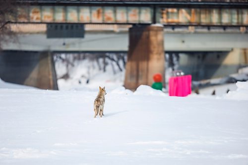 MIKAELA MACKENZIE / WINNIPEG FREE PRESS

A coyote on the river at The Forks in Winnipeg on Tuesday, March 15, 2022. Standup.
Winnipeg Free Press 2022.