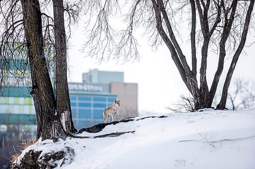 MIKAELA MACKENZIE / WINNIPEG FREE PRESS

A coyote on the riverbank at The Forks in Winnipeg on Tuesday, March 15, 2022. Standup.
Winnipeg Free Press 2022.