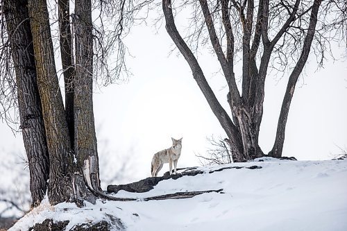 MIKAELA MACKENZIE / WINNIPEG FREE PRESS

A coyote on the riverbank at The Forks in Winnipeg on Tuesday, March 15, 2022. Standup.
Winnipeg Free Press 2022.