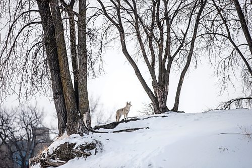 MIKAELA MACKENZIE / WINNIPEG FREE PRESS

A coyote on the riverbank at The Forks in Winnipeg on Tuesday, March 15, 2022. Standup.
Winnipeg Free Press 2022.